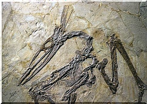 Pterosaurs are not dinosaurs