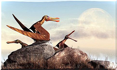 pterosaurs