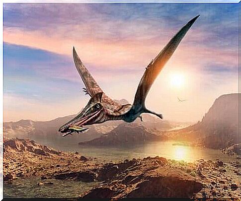 flying pterosaur