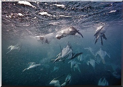 marine life in Chagos