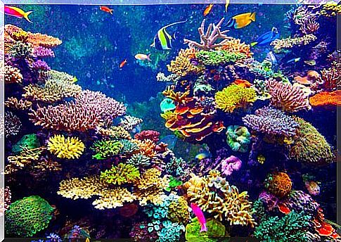 Coral reefs harbor great diversity