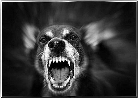 Reasons why a dog becomes aggressive