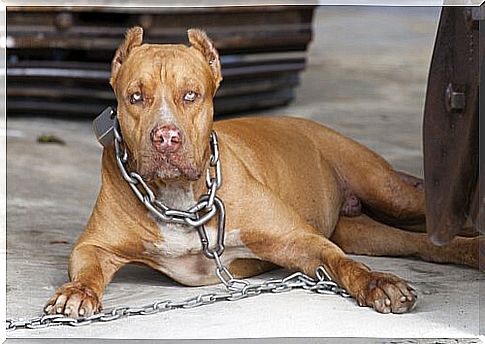 Pit bull with a chain around his neck