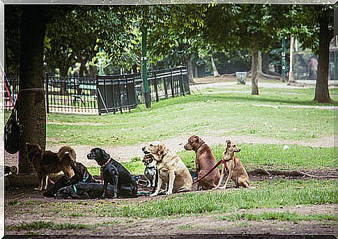 dogs in park