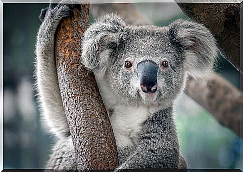 koala