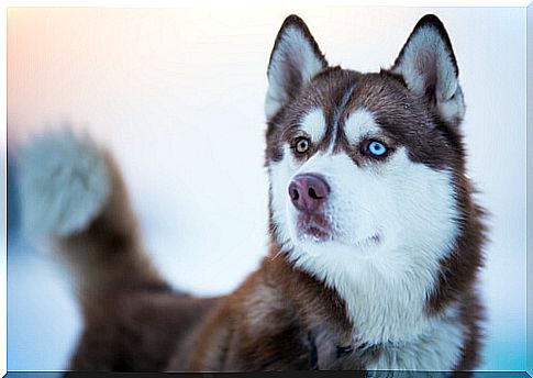 Siberian Husky