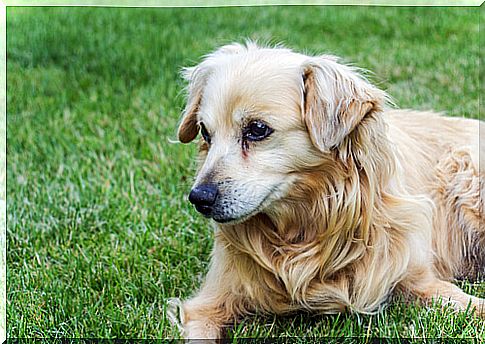 dog lying on the grass