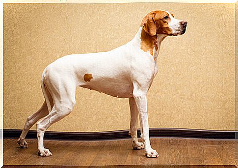 Shorthaired Dog Breeds