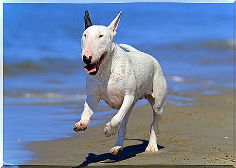 dog running on the beach