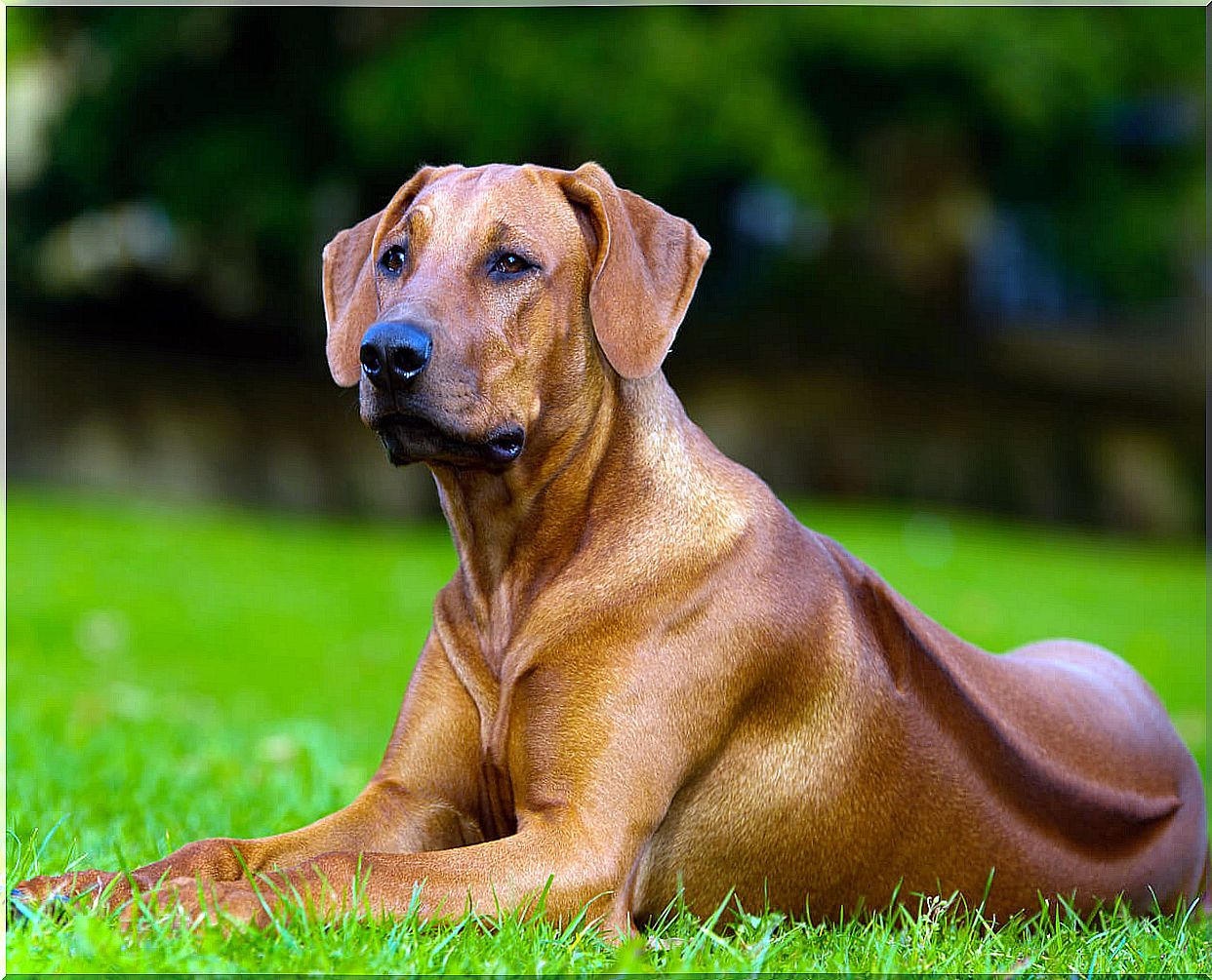 Rhodesian Lion Dog