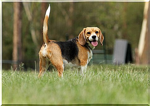 beagle