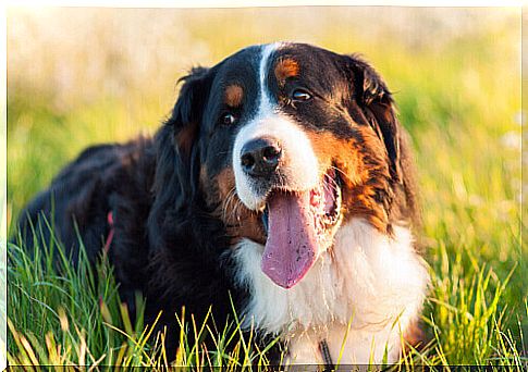 healthy and happy dog