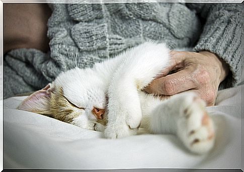 Six Signs That Will Tell You If Your Cat Loves You