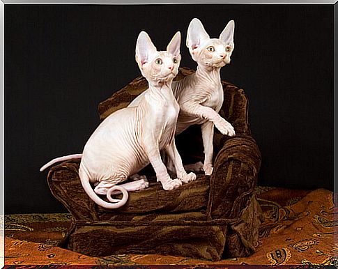 Sphynx: The Sphinx cat... how about this hairless cat?