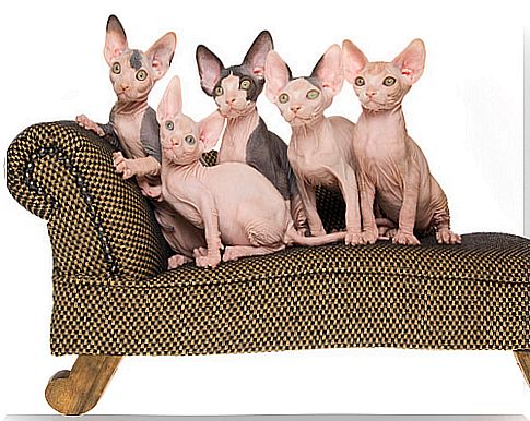 Sphynx breed cats