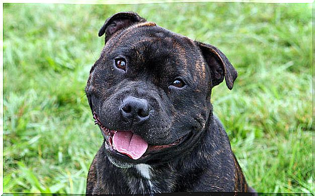 staffordshire bull terrier