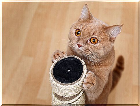 Cat sharpening nails on a scraper