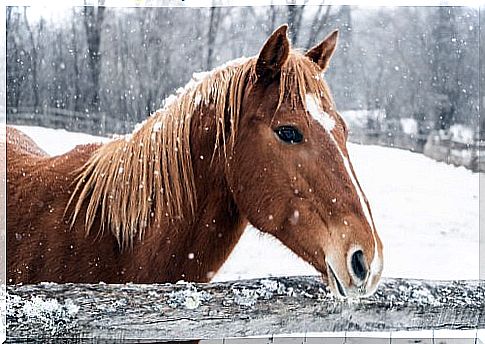 take care of your horse in winter