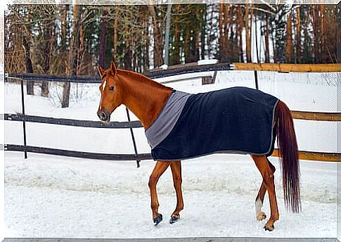 horse in the snow with sweatshirt