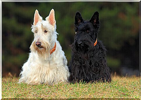 Terriers: very fun dogs