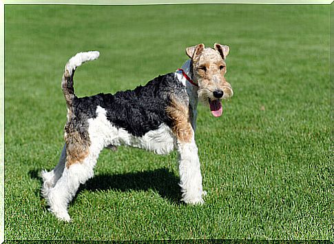 terrier