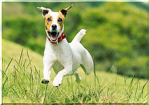 terrier running