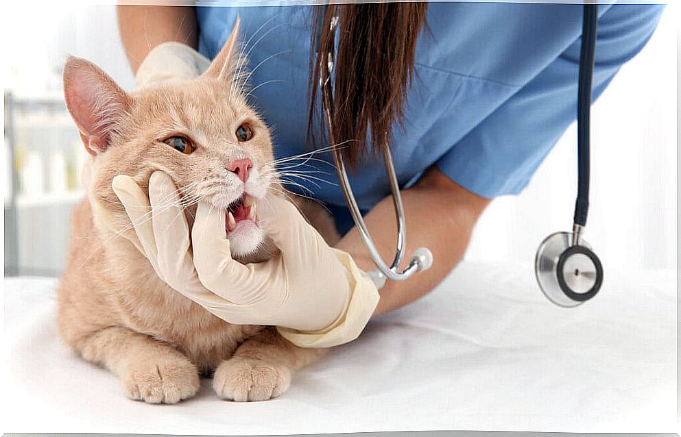 The 5 Common Digestive Problems in Cats