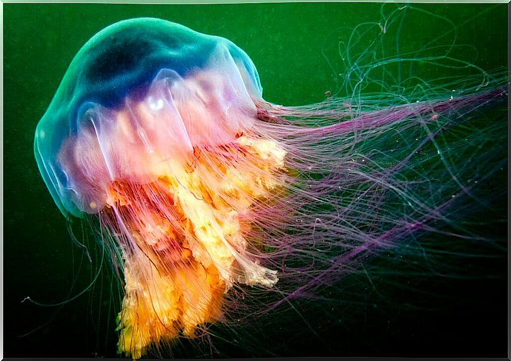 The 5 most poisonous jellyfish