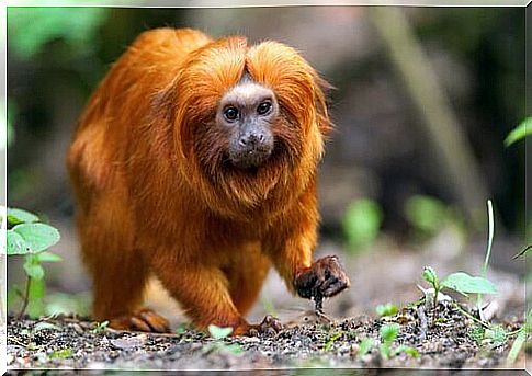 Golden Lion tamarin