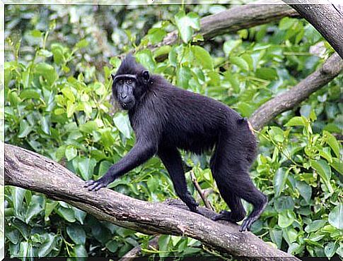 Crested Capuchin Monkey