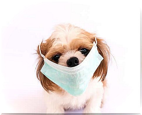 The 6 Most Contagious Canine Infections