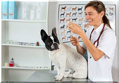 dog about to have an injection