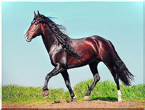 The Andalusian horse is the most elegant: discover why it is so spectacular