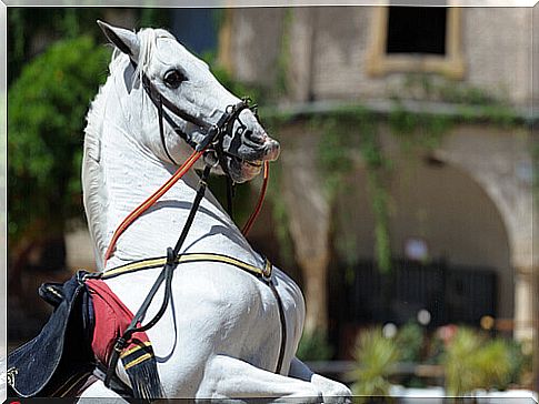 Characteristics of the Andalusian Horse