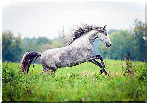 Andalusian breed horse