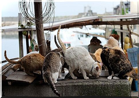 cat islands