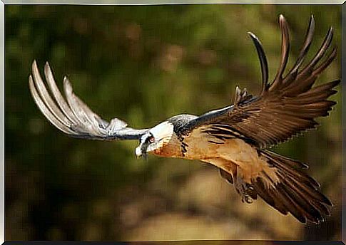 The conservation of the bearded vulture