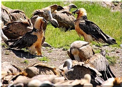 The conservation of the bearded vulture