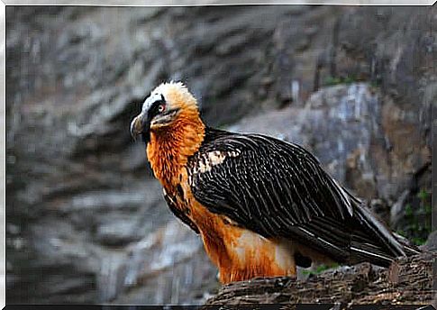 The conservation of the bearded vulture