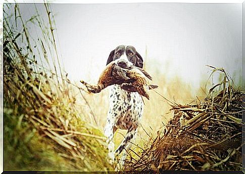 The different types of hunting dogs