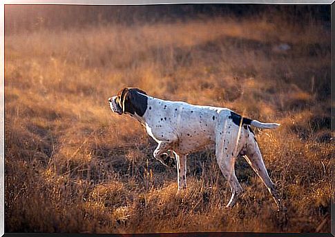 greyhound hunting dog