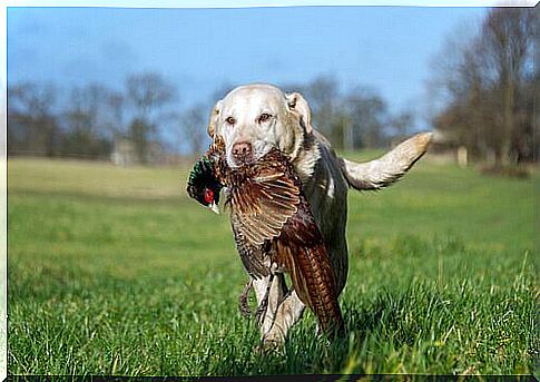 hunting dog with a partridge in the mouth