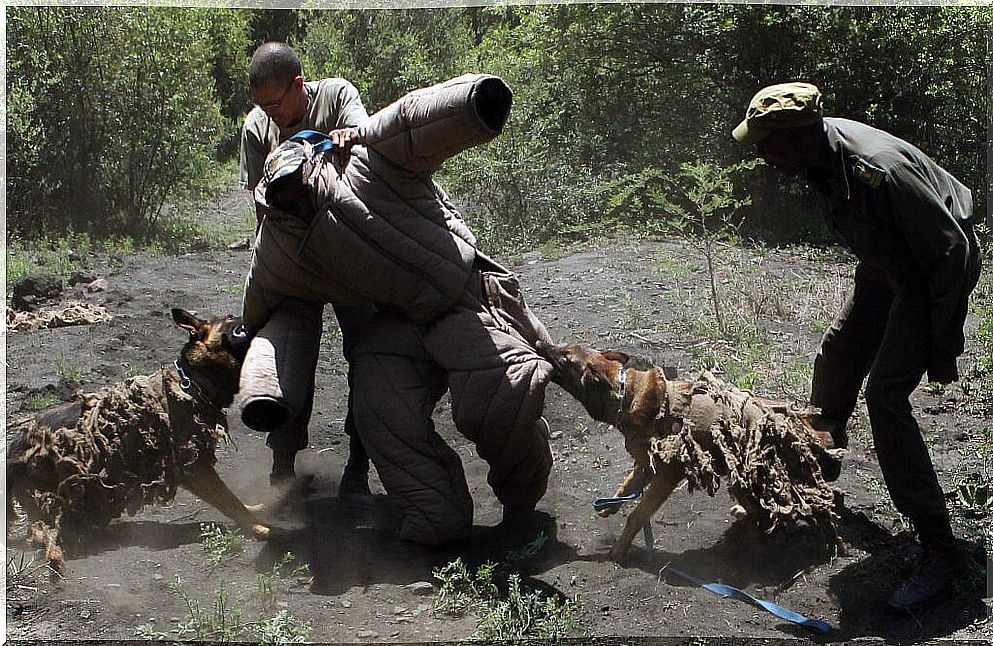 Dogs that fight poaching in Africa