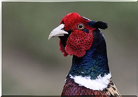 pheasant