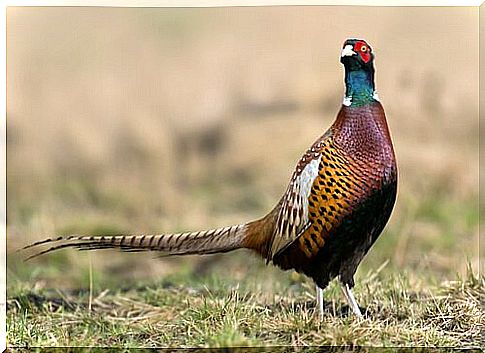 bird pheasant