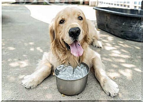 The effect of ice on dogs: learn more!