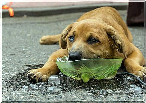 dog refreshing himself with ice