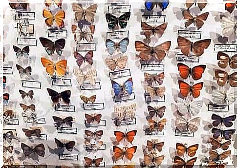 The CURLA entomological museum: where butterflies are the stars