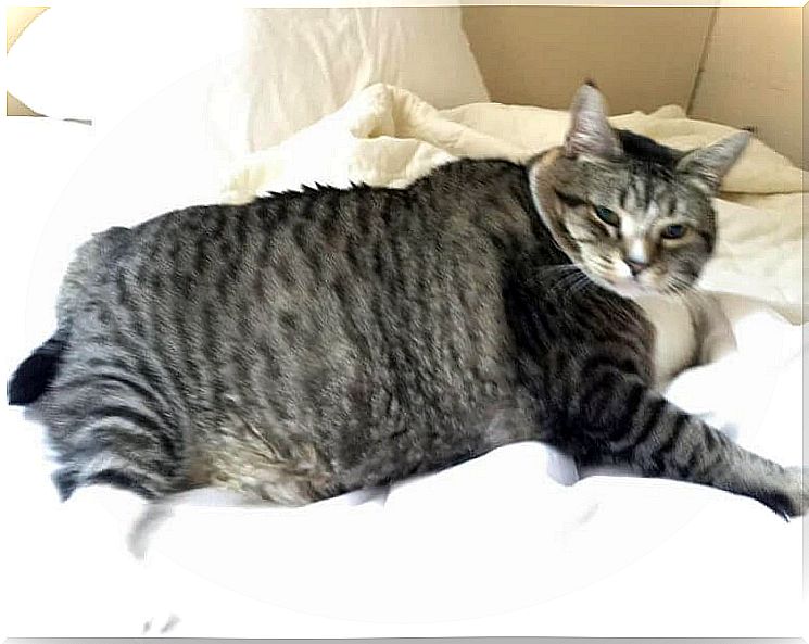 fattest-cat-in-the-world-2