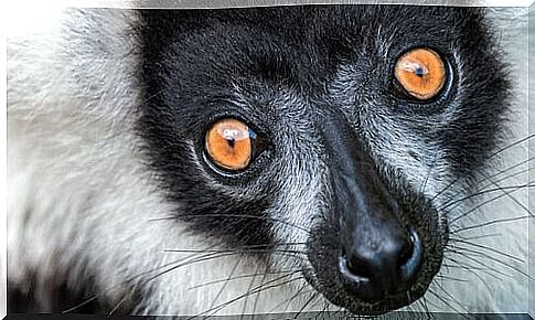 The Giant Lemurs of Madagascar